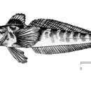 Image of Mackerel icefish