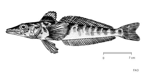 صورة Champsocephalus