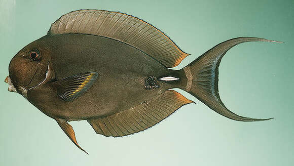 Image of Palelipped Surgeonfish