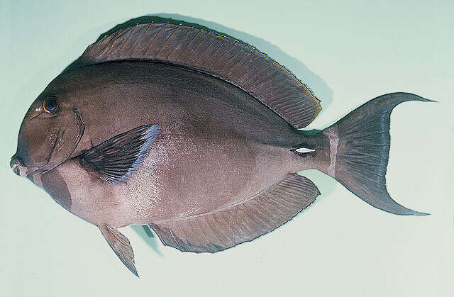 Image of Palelipped Surgeonfish