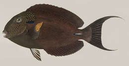 Imagem de Acanthurus maculiceps (Ahl 1923)