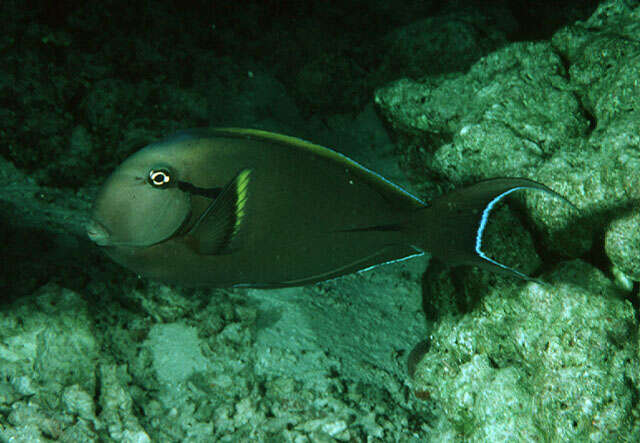 Image of Black-barred Surgeonfish