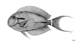 Image of Black-barred Surgeonfish