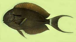 Image of Black-barred Surgeonfish