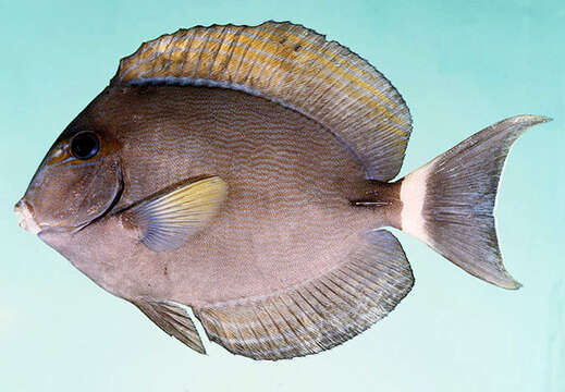 Image of Finelined Surgeonfish