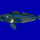 Image of South Georgia icefish