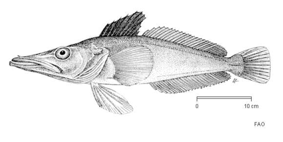 Plancia ëd Pseudochaenichthys