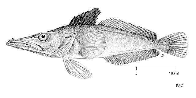 Image of South Georgia icefish