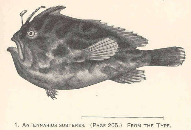 Image of Nudiantennarius