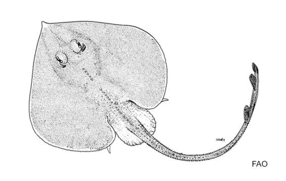 Image of Pygmy Skates