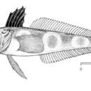 Image of Ocellated icefish