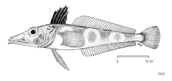 Image of Ocellated icefish