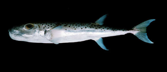 Image of Silver-cheeked Toadfish