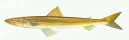 Image of Slender lizardfish