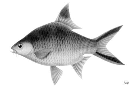 Image of Tinfoil barb