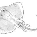 Image of Atlantic Legskate