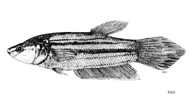 Image of Betta