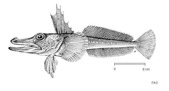 صورة Channichthys rhinoceratus Richardson 1844