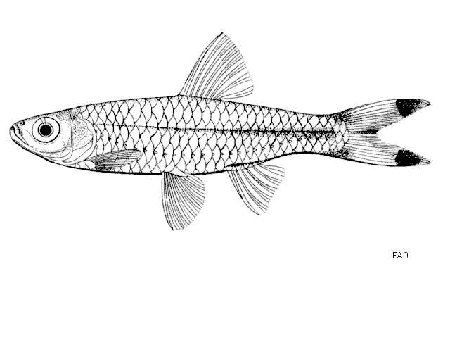 Слика од Rasbora trilineata Steindachner 1870