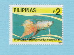 Macropodus resmi