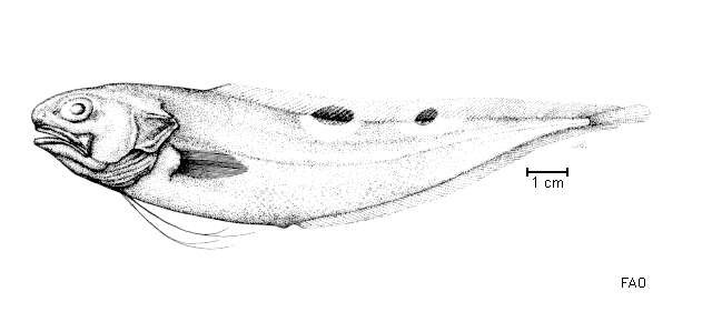 Image of Twospot brotula