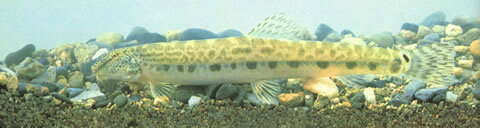 Image of Siberian spiny loach
