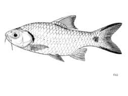 Image of Javaen barb