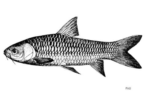 Слика од Leptobarbidae