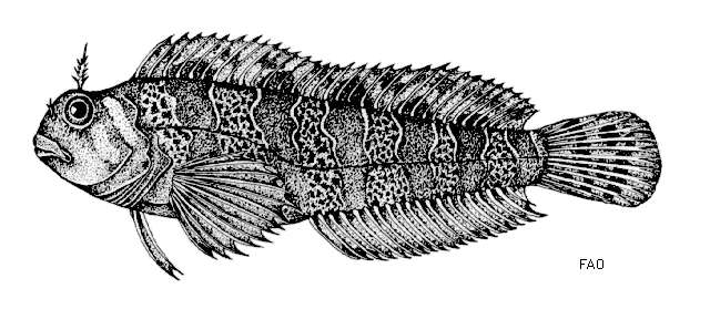 Sivun Parablennius gattorugine (Linnaeus 1758) kuva