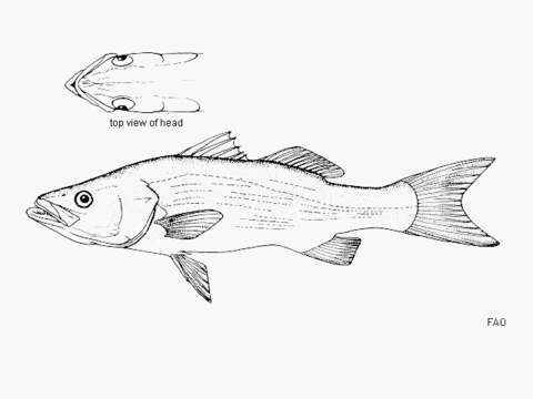 Image of Forktail lates