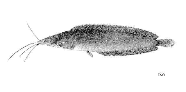 Image of Broadhead Catfish