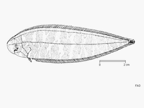 Image of Blotched tongue-sole