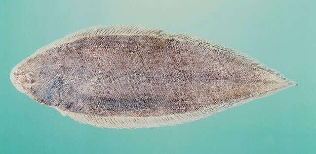Image of Blotched tongue-sole