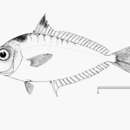 Image of Bloch&#39;s ponyfish
