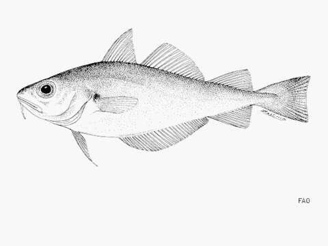 Image of poor cod