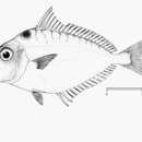 Image of Ponyfish
