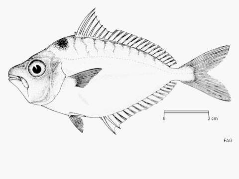 Image of Ponyfish