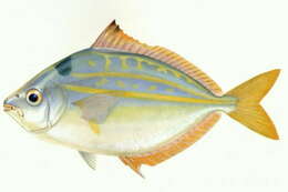 Image of Ponyfish