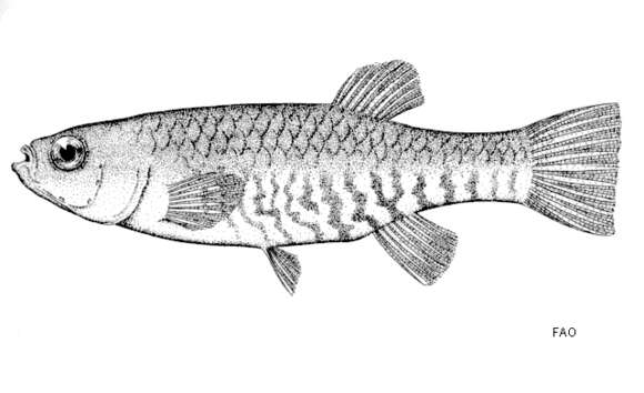 Image of Arabian killifish