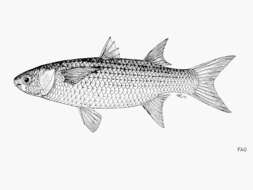 Image of Blue tail mullet