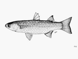 Image of Brown-backed mullet