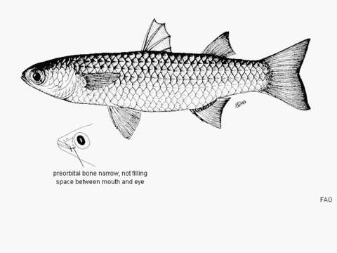 Image of Brown-backed mullet