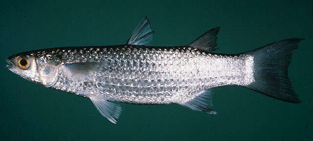 Image of Brown-backed mullet