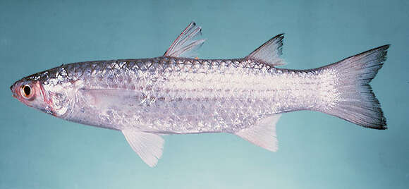 Image of Brown-backed mullet