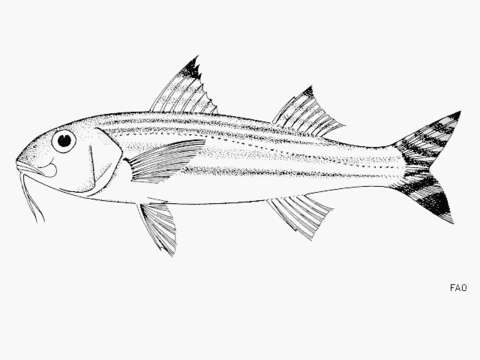 Image of Bandedtail goatfish