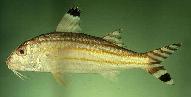 Image of Bandedtail goatfish