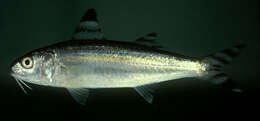 Image of Bandedtail goatfish