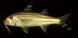 Image of Bandedtail goatfish