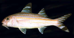 Image of Bandedtail goatfish