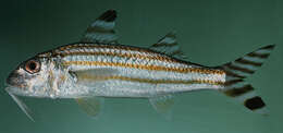 Image of Bandedtail goatfish